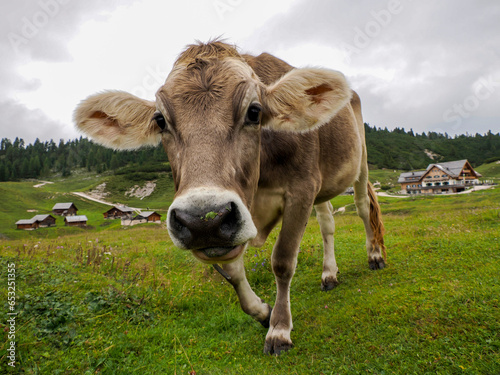 cow relaxing on the green grass of Dolomites mountains, a breathtaking mountain range in northern Italy. © Izanbar photos