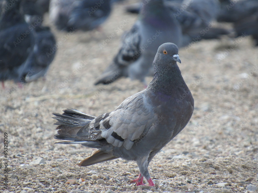 Fototapeta premium pigeon on the ground