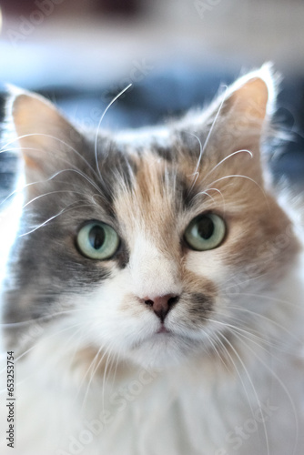 Chat model