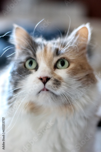 Chat model