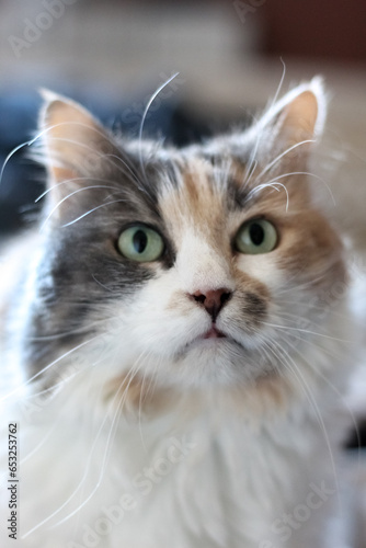 Chat model