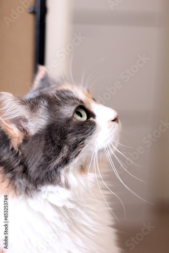 Chat model