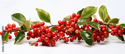 Red coffee beans and berries on a branch of a coffee tree ripe and unripe isolated on a white background