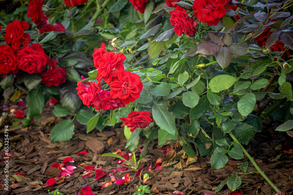 Large flowering rose bush with many red rose blossoms with falling petals on the ground