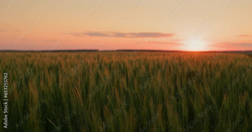 Harvest of ripened wheat in a farmer's field at sunset, 4k video Harvest of ripened wheat in a farmer's field at sunset, 4k video
