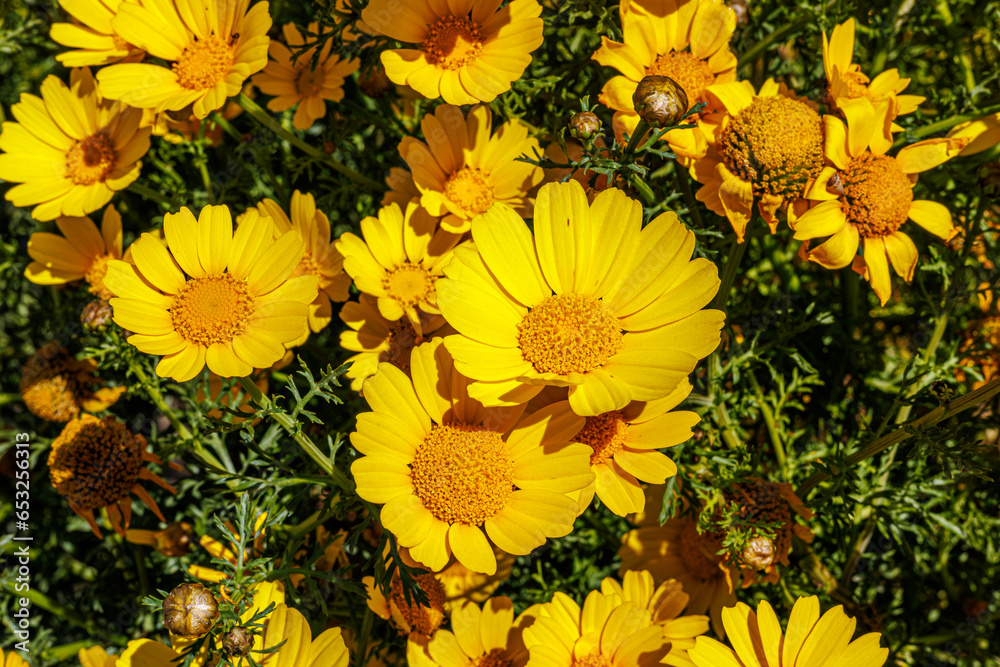 Flowering wild Anacyclus radiatus on the island of Sicily
