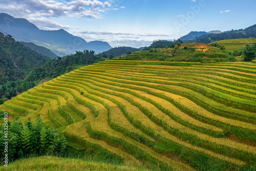 Aerial view of rice field or rice terraces , Sapa, Vietnam. Y Linh Ho village, Ta Van valley © Dong