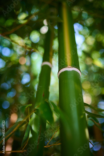 Fototapeta Naklejka Na Ścianę i Meble -  A dense bamboo grove captivates with its unique beauty.