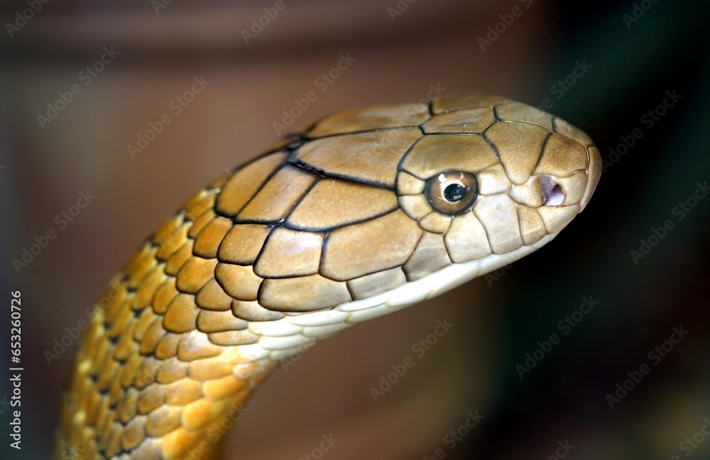 The king cobra (Ophiophagus hannah) is a venomous snake endemic to Asia. The sole member of the genus Ophiophagus, it is not taxonomically a true cobra, despite its common name and some resemblance. The king cobra (Ophiophagus hannah) is a venomous snake endemic to Asia. The sole member of the genus Ophiophagus, it is not taxonomically a true cobra, despite its common name and some resemblance.