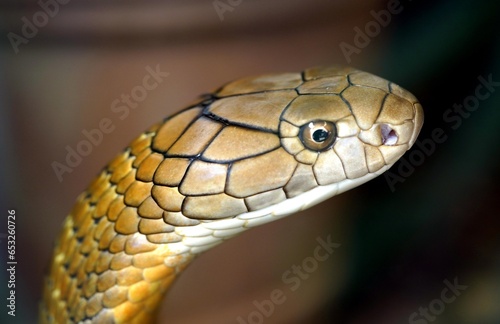 The king cobra (Ophiophagus hannah) is a venomous snake endemic to Asia. The sole member of the genus Ophiophagus, it is not taxonomically a true cobra, despite its common name and some resemblance.