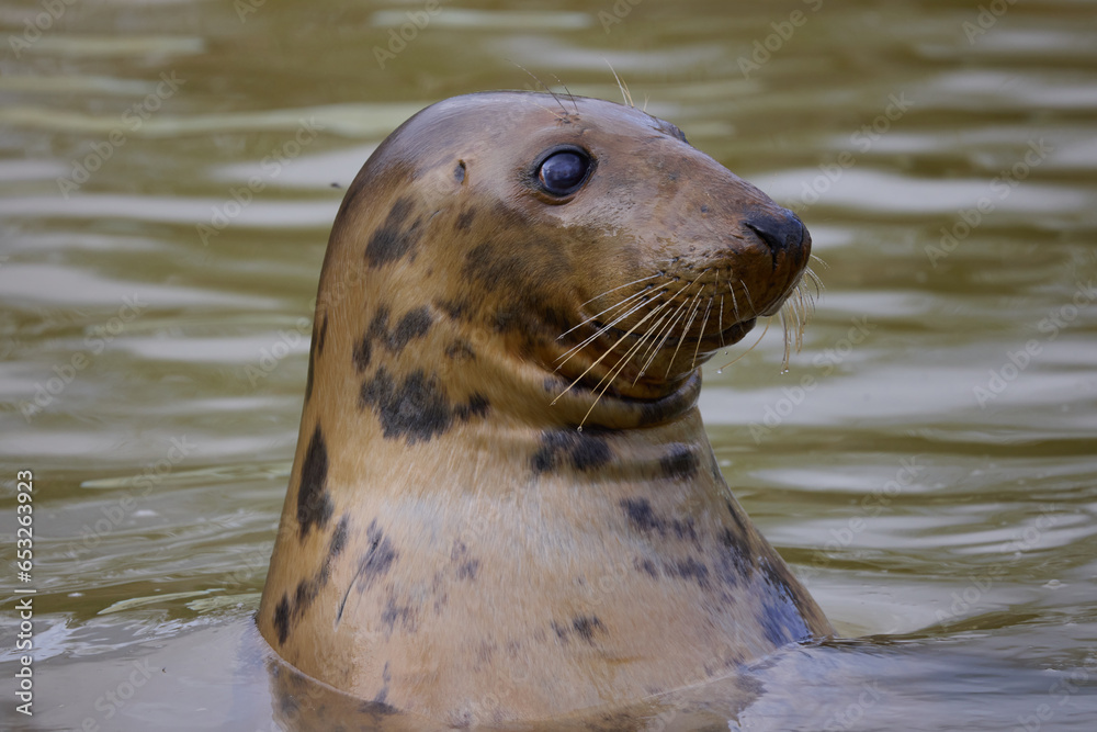 Obraz premium Curious Grey Seal, Halichoerus grypus, with head out of the water