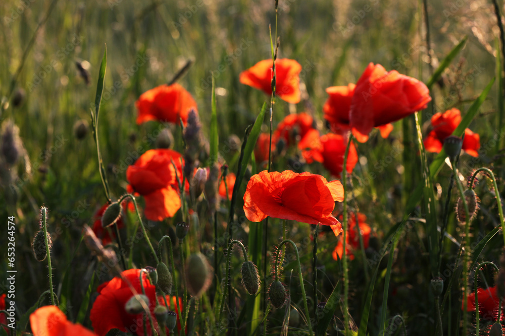 Poppies in a field at sunset in summer Poppies in a field at sunset in summer