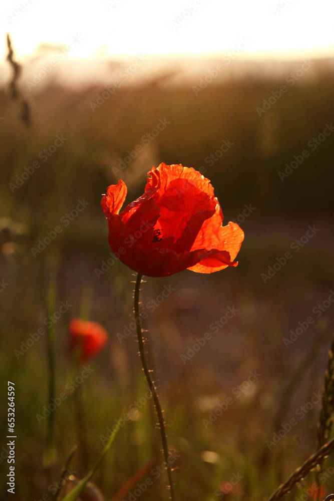 Obraz premium Poppy in a field at sunset in summer