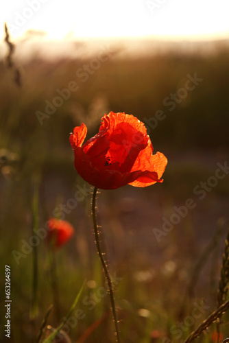 Poppy in a field at sunset in summer