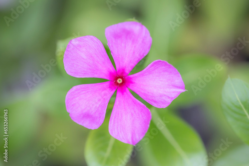 Rosy Periwinkle Catharanthus Roseus bright pink blooming beautiful flower with blur natural green background top view macro