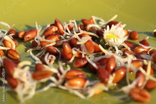 sprouted wheat on a green plate, healthy food, microgreens