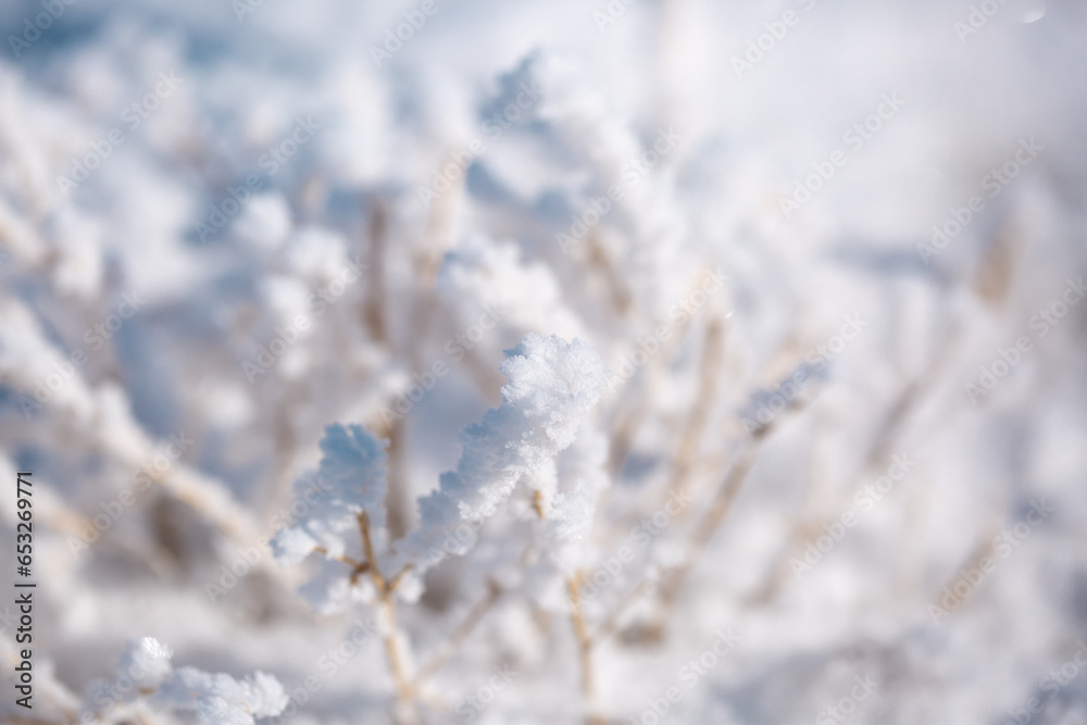 Frost on bushes and ground. Very coldy. Hoarfrost close-up