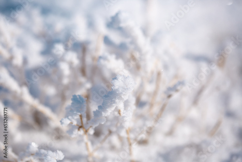 Frost on bushes and ground. Very coldy. Hoarfrost close-up © Vera