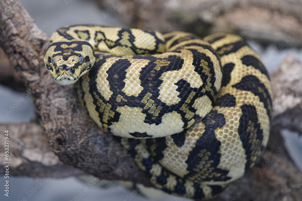 Morelia spilota, commonly known as the carpet python, is a large snake of the family Pythonidae found in Australia, New Guinea (Indonesia and Papua New Guinea), Bismarck Archipelago. Morelia spilota, commonly known as the carpet python, is a large snake of the family Pythonidae found in Australia, New Guinea (Indonesia and Papua New Guinea), Bismarck Archipelago.