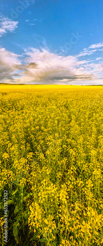Yellow Canola Flower Field in Western Australia York
