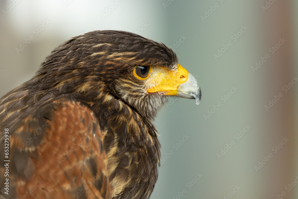 Falcon bird which has brown color is looking for a prey with blur background. Falcons are birds of prey in the genus Falco. Close-up falcon. Falcon bird which has brown color is looking for a prey with blur background. Falcons are birds of prey in the genus Falco. Close-up falcon.