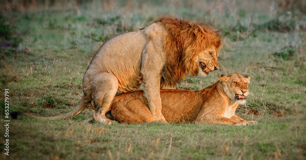 Naklejka premium lion and lioness mating