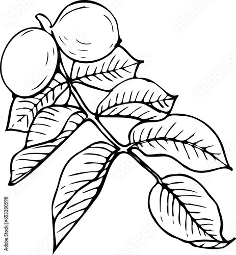 Hand drawn vector line botanical illustration of walnuts.