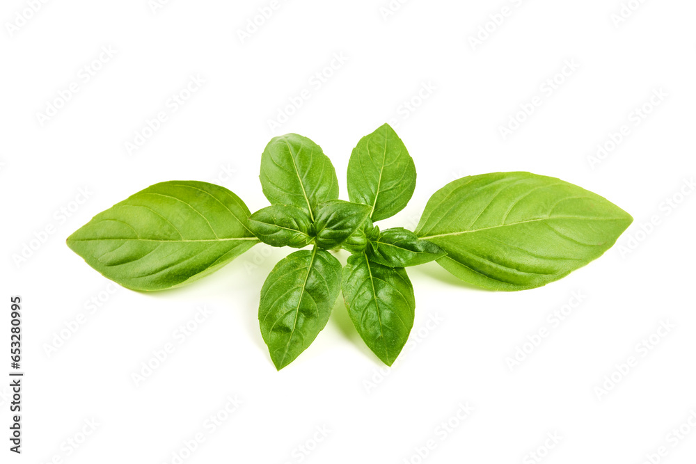 Sweet Basil leaves, fresh condiments, isolated on white background. Sweet Basil leaves, fresh condiments, isolated on white background.