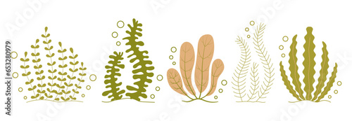 Hand drawn marine and river algae of various shapes. Marine flora. Underwater world. Set of different Seaweed, underwater plants. Vector illustration