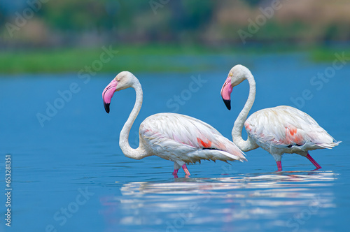Greater Flamingo in the water