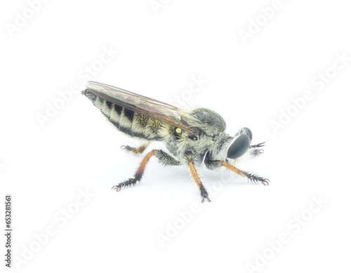 Megaphorus minutus - robberfly - isolated on white background.  One of the smallest species of robber fly in North America - Rare Florida Sandhill insect.  side profile view photo