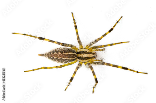 American grass spider - a genus of funnel weaver arachnid in the Agelenopsis sp genus. They construct a non sticky sheet of silk with a round opening. Isolated on white background top dorsal view