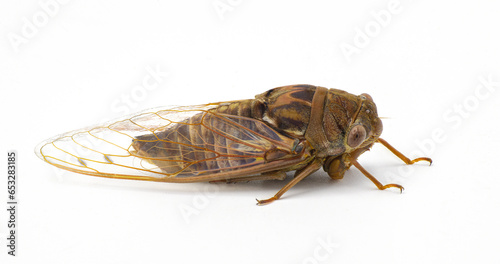 Very large Resonant Cicada or Southern pine barrens cicada fly - Megatibicen resonans - a loud insect at the end of summer in southeastern United States. isolated on white background side profile view © Chase D’Animulls