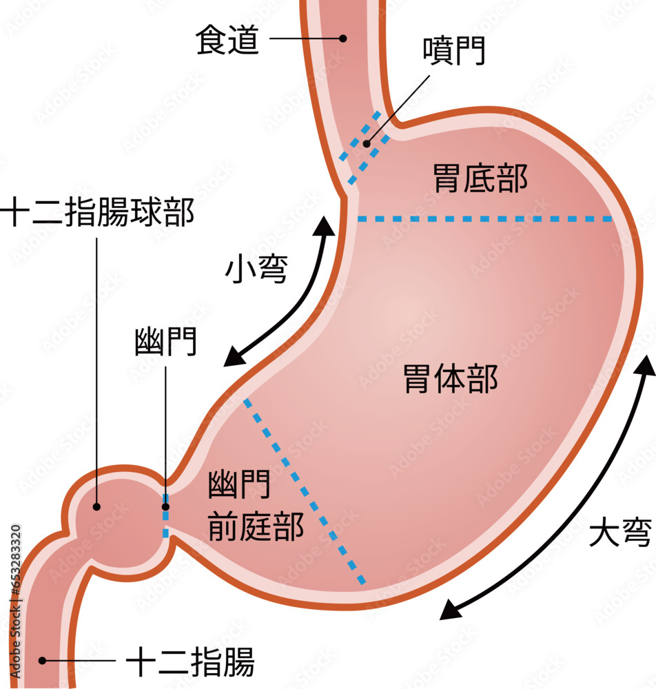 胃の構造 | 胃穹窿部とは , 胃の構造 について掘り下げる – AAHIXM