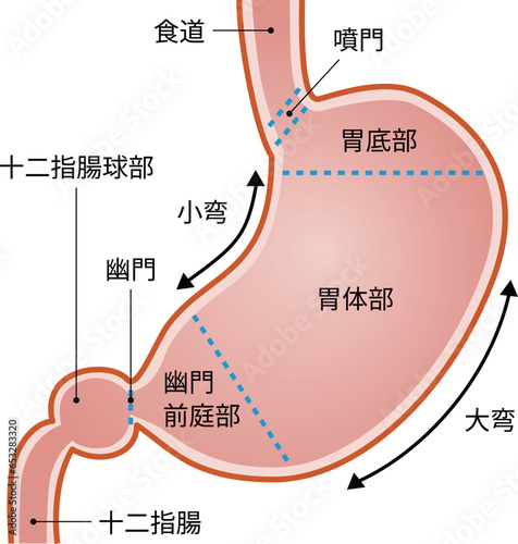 胃の構造　文字あり
