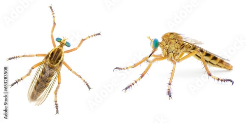 hanging thief robber fly or robberfly - Diogmites salutans - isolated on white background yellow tan beige body with big green eyes, black stripes on thorax, two views photo