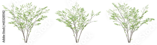 Set of 3d tree green birch on transparent background, landscape design. © Sandy