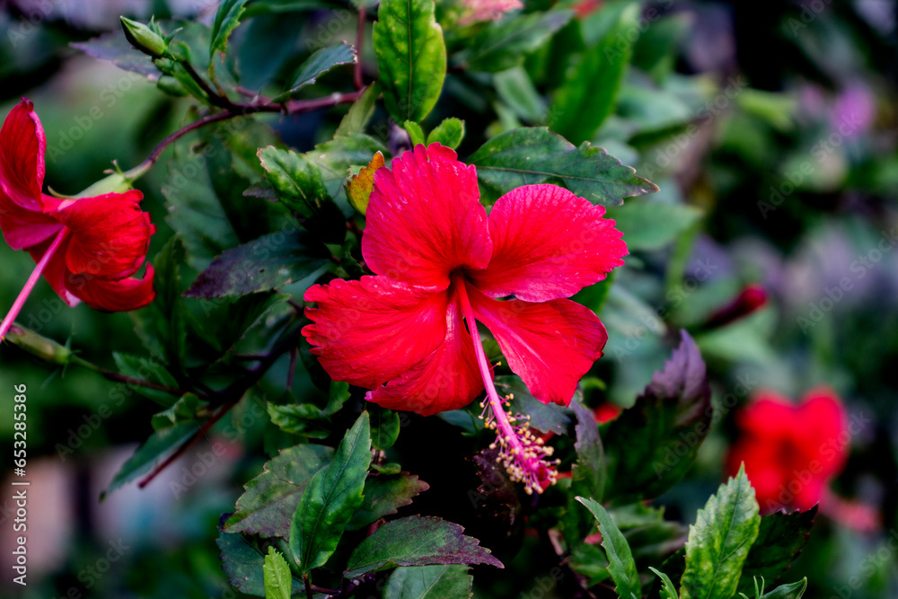 Pure red flower in a green branch