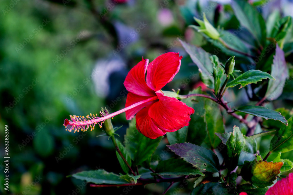Pure red flower in a green branch