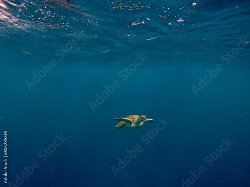 North Malé, Maldives - 13th May 2022: 
North Malé Atoll, Ari Atoll and Baa Atoll are hotspots for the critically endangered hawksbill turtles. An encounter with a sea turtle is a precious moment. One 