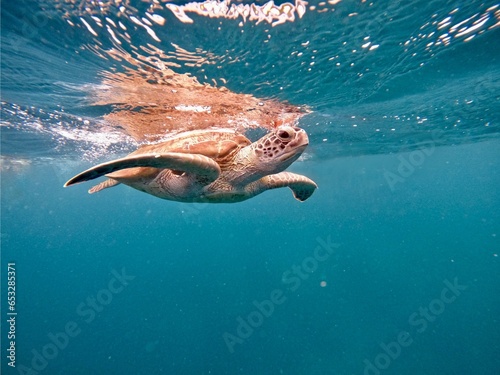 North Malé, Maldives - 13th May 2022: North Malé Atoll, Ari Atoll and Baa Atoll are hotspots for the critically endangered hawksbill turtles. An encounter with a sea turtle is a precious moment. One 