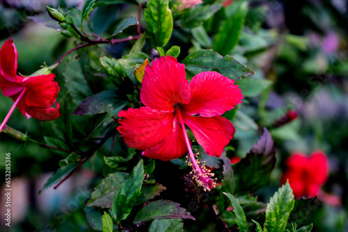 Pure red flower in a green branch © ShAriful