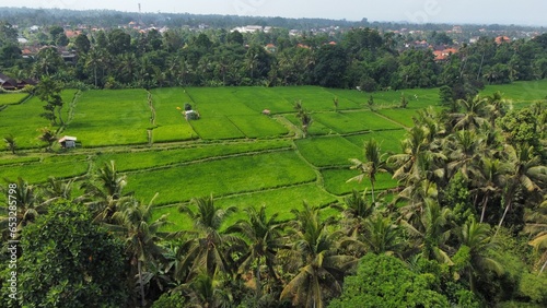 Tegallalang Rice Terrace, Bali, Indonesia - 24th May 2022: The Tegallalang Rice Terraces in Ubud are famous for their beautiful scenes of rice paddies and their innovative irrigation system.