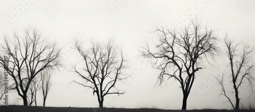 Contrasting trees in bright sky Monochrome photo