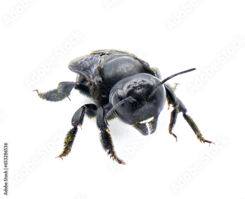 carpenter mimic leafcutter bee - Megachile xylocopoides - named for its superficial similarity to the carpenter bee genus Xylocopa. black blue iridescence isolated on white background front face view © Chase D’Animulls