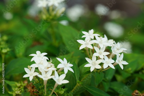 白いペンタスの花