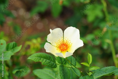 白い花