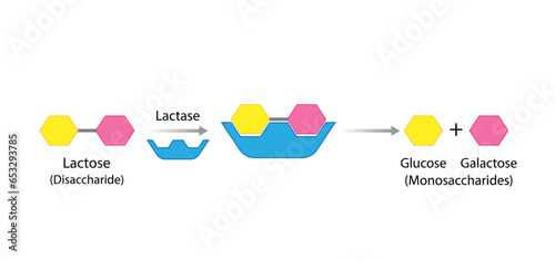Lactose digestion. Carbohydrates Digestion. Lactase Enzymes catalyze Disaccharide Lactose Molecule to glucose and galactose. Glucose Sugar Formation. Scientific Diagram. Vector Illustration.