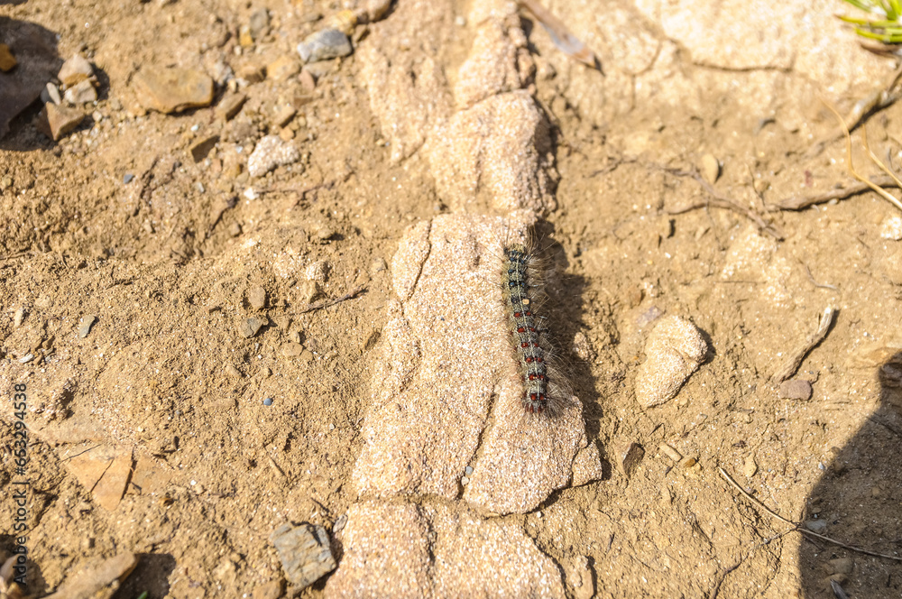 Gypsy Moth (Lymantria dispar dispar) caterpillar. Gypsy Moth (Lymantria dispar dispar) caterpillar.