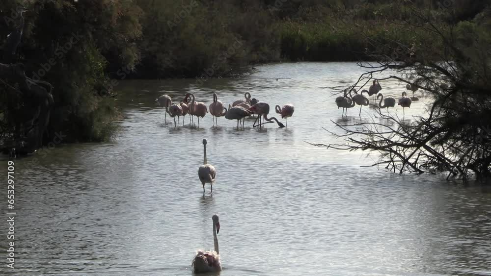 plusieurs flamants roses  dans une réserve naturelle